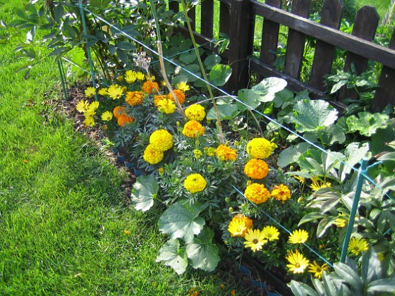 Tagetes  
  
2011-08-18 IMG_0013  
Granudden  
Färjestaden  
Öland