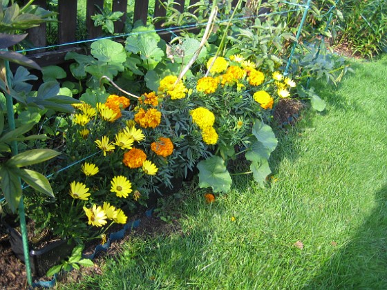 Tagetes  
  
2011-08-18 IMG_0014  
Granudden  
Färjestaden  
Öland