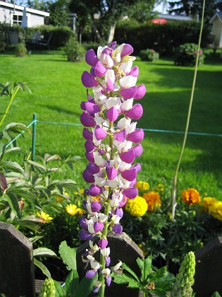 Lupin  
  
2011-08-18 IMG_0015  
Granudden  
Färjestaden  
Öland