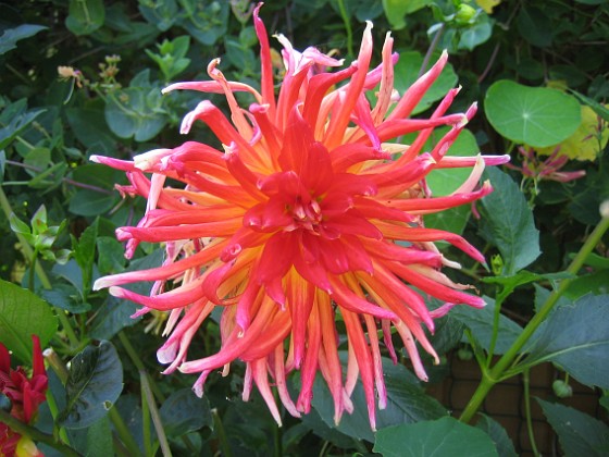 Dahlia