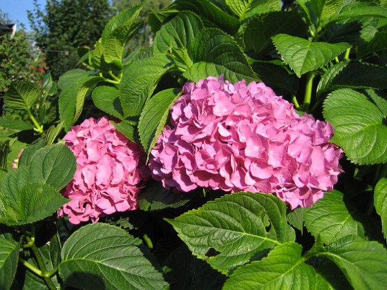 Hortensia  
  
2011-08-18 IMG_0049  
Granudden  
Färjestaden  
Öland