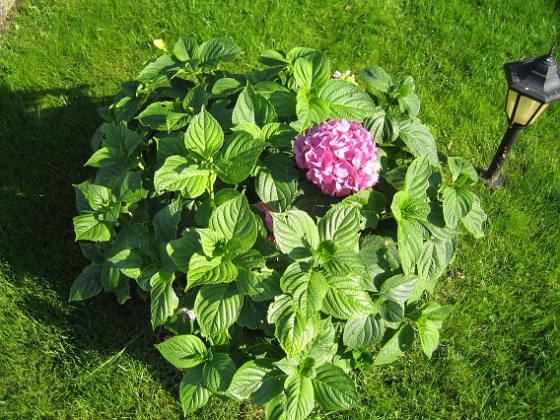 Hortensia  
  
2011-08-18 IMG_0050  
Granudden  
Färjestaden  
Öland