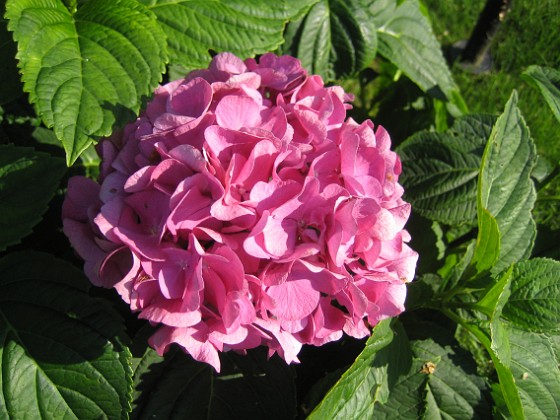 Hortensia 
