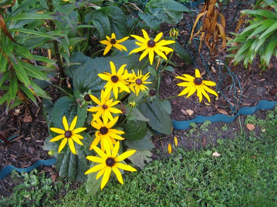 Strålrudbeckia  
  
2011-10-01 IMG_0015  
Granudden  
Färjestaden  
Öland