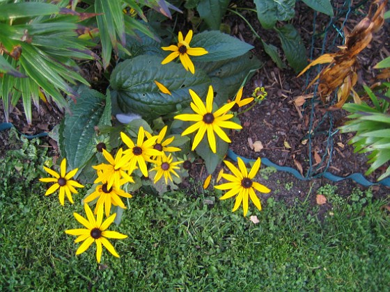 Strålrudbeckia {  } 