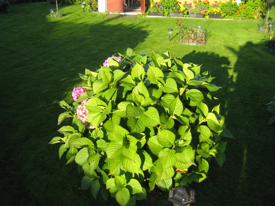 Hortensia  
  
2011-10-01 IMG_0018  
Granudden  
Färjestaden  
Öland