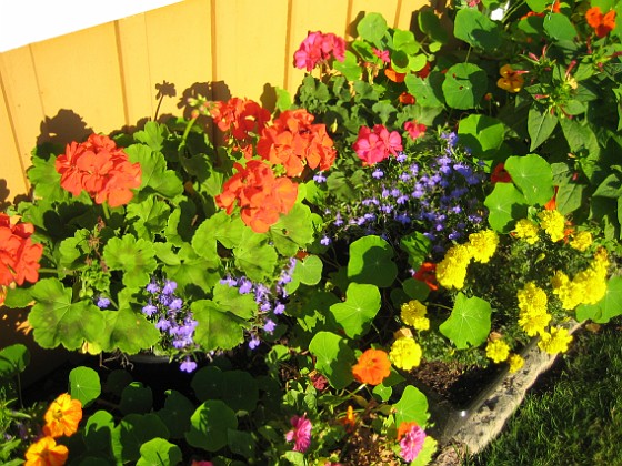 Pelargon Lobelia Tagetes 
