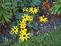 Strålrudbeckia  
  
2011-10-01 IMG_0015