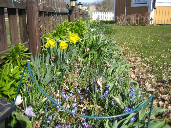 Påskliljor  
Det vill säga, Påskliljorna hade redan slagit ut.  
2012-04-08 002  
Granudden  
Färjestaden  
Öland