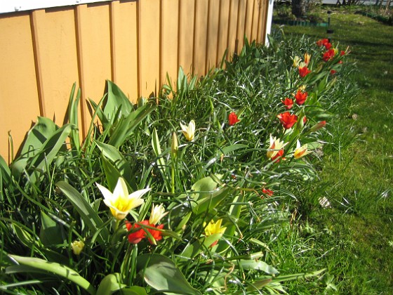 Tulpaner { Man får verkligen skynda sig om man vill se några Krokusar, de blommar över på en vecka. Förra året var här massor av Tulpaner. } 