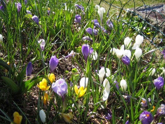 Krokus 
Vid Björken har jag dock lite Krokus även i år. Krokus brukar ju föröka sig, men nu har de konkurrens. Jag har även perenner här och de kan få svårt att komma upp, bland alla rötter.