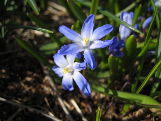 Vårstjärna  
Det här är en av mina favoriter. Vårstjärna förökar sig glatt och sprider blåvit färg under flera veckor på våren.  
2012-04-08 009  
Granudden  
Färjestaden  
Öland