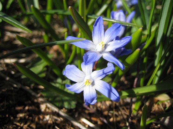 Vårstjärna  
Men de är precis lika vackra i närbild!  
2012-04-08 010  
Granudden  
Färjestaden  
Öland