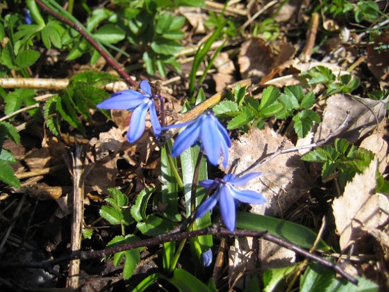 Scilla { Den kallas även för Rysk Blåstjärna. } 