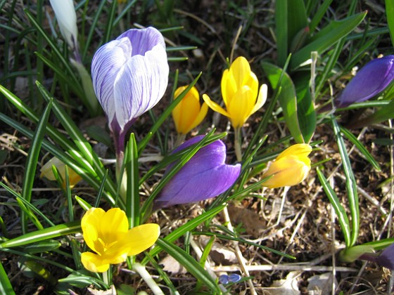 Krokus  
Krokusar blir ofta vackra i vårsolen.  
2012-04-08 015  
Granudden  
Färjestaden  
Öland