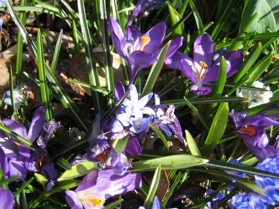 Krokus  
  
2012-04-08 016  
Granudden  
Färjestaden  
Öland