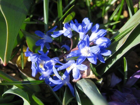 Vårstjärna { Man får verkligen leta efter blommor som får vackert solsken på sig. } 