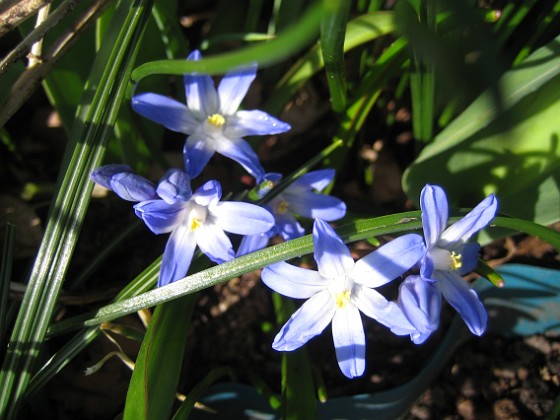 Vårstjärna  
Mina vårstjärnor uppträder bara i små grupper, jag vill ha hela mattor med blått.  
2012-04-08 027  
Granudden  
Färjestaden  
Öland