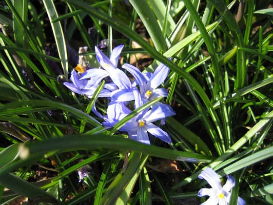 Vårstjärna  
  
2012-04-08 030  
Granudden  
Färjestaden  
Öland