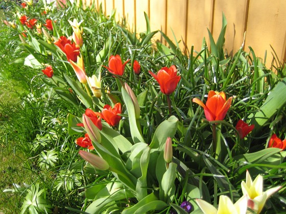 Tulpaner 
Man får skynda sig att plocka bort alla överblommade tulpaner , så att de nya kan få fritt spelrum.