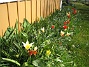 Tulpaner  
Man får verkligen skynda sig om man vill se några Krokusar, de blommar över på en vecka. Förra året var här massor av Tulpaner.  
2012-04-08 006