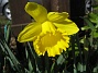 Den här Påskliljan blir extra vacker i solskenet. (2012-04-08 022)