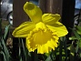 Jag försöker får blommor i stakt ljus med mörk bakgrund. (2012-04-08 023)