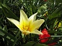 Dessa tidiga tulpaer är fantastiska. De öppnar sig i solskenet och är verkligen härliga att beskåda. (2012-04-08 032)