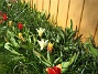 Tulpaner  
  
2012-04-08 040