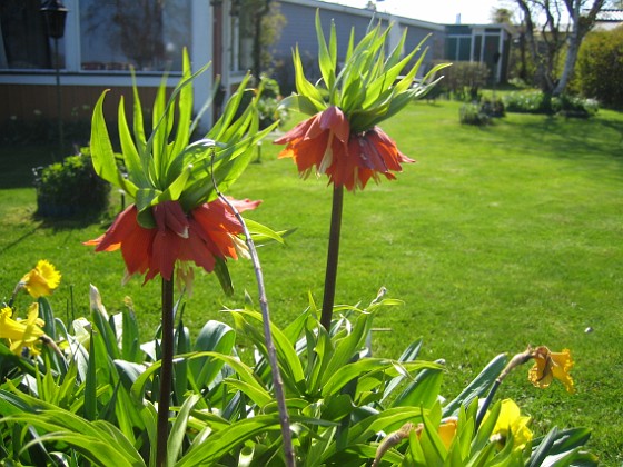 Kejsarkrona  
Växten som har det ståtliga latinska namnet 'Fritilaria Imperialis'.  
2012-05-01 003  
Granudden  
Färjestaden  
Öland