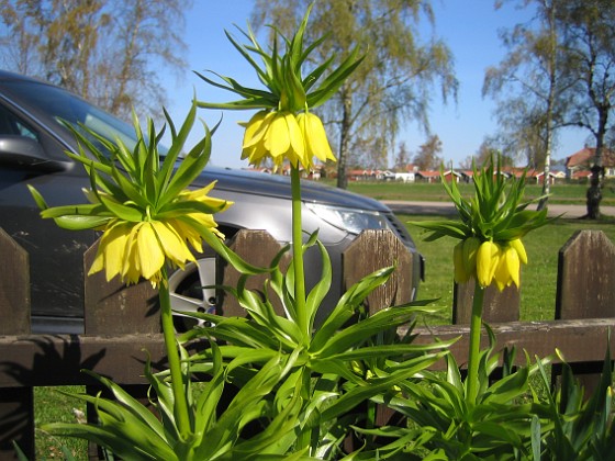 Kejsarkrona 
Dessa blommor hänger nedåt så man får krypa på marken och försöka fotografera underifrån.