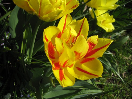 Tulpaner  
Jag brukar inte vara så förtjust i dubbla blommor, men den här gula och röda tulpanen är verkligen ett undantag.  
2012-05-01 009  
Granudden  
Färjestaden  
Öland