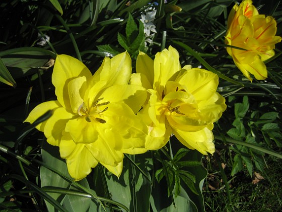 Tulpaner { Här är samma blomma fast helt i gult. } 