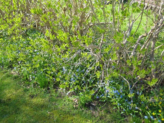 Scilla { Scilla trivs med förkärlek under en stor syrenbuske. Jag vet inte om jag planterat ut Scilla just här men den har nog spridit sig dit och det blir fler och fler för varje år. } 