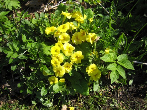 Primula { När jag gjorde om min långa rabatt på bakgården, så köpte jag lite plantor på måfå och lyckades då få fatt i den här blomman, som kommer tillbaka varje år. } 