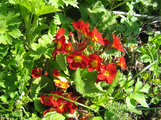 Primula 
Den blommar tidigt och står länge med vackra och skarpa färger.