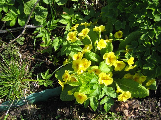 Primula 
Annars brukar perennrabatter vara tråkiga på våren.