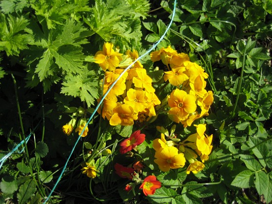 Primula  
Här har vi två olika plantor på samma ställe.  
2012-05-01 024  
Granudden  
Färjestaden  
Öland