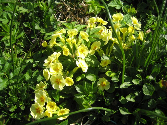 Primula