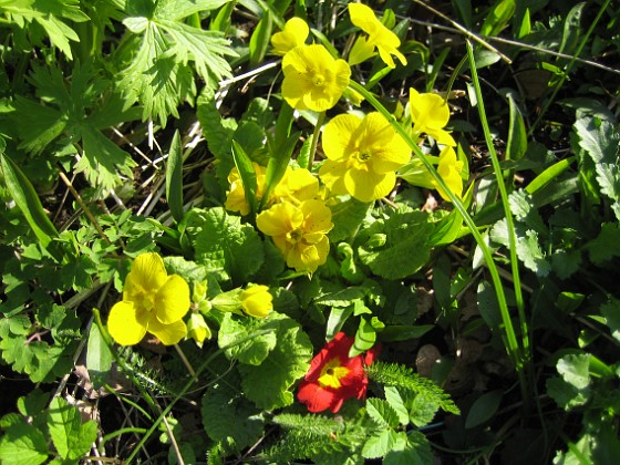 Primula  
  
2012-05-01 026  
Granudden  
Färjestaden  
Öland