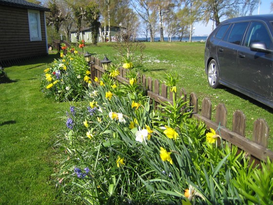 Granudden  
Massor av färglada Narcisser och Hyacinter. I bakgrunden ser man nu tydligt, att det inte är blommor på alla mina Kejsarkronor. Jag satte väldigt många och hade dessutom kvar lökar i olika storlekar från tidigare. Men de växer till sig för varje år.  
2012-05-01 027  
Granudden  
Färjestaden  
Öland