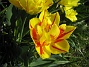 Tulpaner  
Jag brukar inte vara så förtjust i dubbla blommor, men den här gula och röda tulpanen är verkligen ett undantag.  
2012-05-01 009