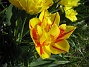 Jag brukar inte vara så förtjust i dubbla blommor, men den här gula och röda tulpanen är verkligen ett undantag. (2012-05-01 009)