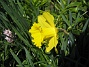 Jag tycker om växter med stora blommor klara färger. (2012-05-01 013)
