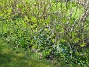 Scilla trivs med förkärlek under en stor syrenbuske. Jag vet inte om jag planterat ut Scilla just här men den har nog spridit sig dit och det blir fler och fler för varje år. (2012-05-01 016)