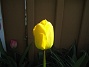 Jag kunde inte motstå att ta denna bild. Hela rabatten var i skugga, utom just blomman på denna gula tulpan. (2012-05-01 017)
