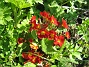 Den blommar tidigt och står länge med vackra och skarpa färger. (2012-05-01 022)