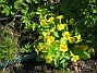 Primula  
Annars brukar perennrabatter vara tråkiga på våren.  
2012-05-01 023