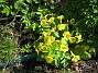 Primula  
Annars brukar perennrabatter vara tråkiga på våren.  
2012-05-01 023
