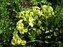 Primula  
  
2012-05-01 025